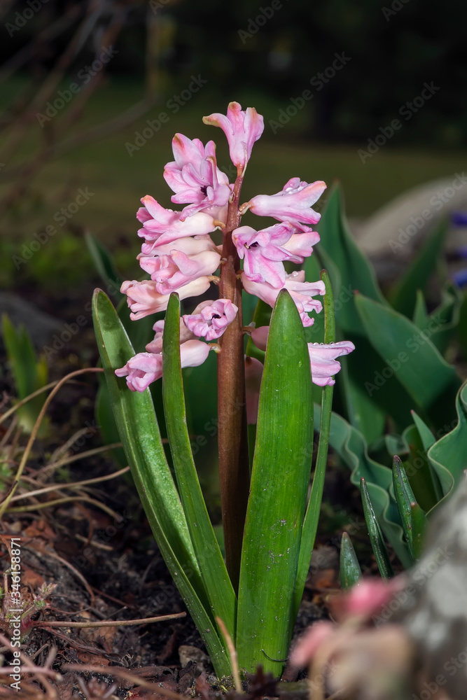 Fototapeta premium A pink hyacinth flower bloomed in the garden. Beautiful spring flowers.