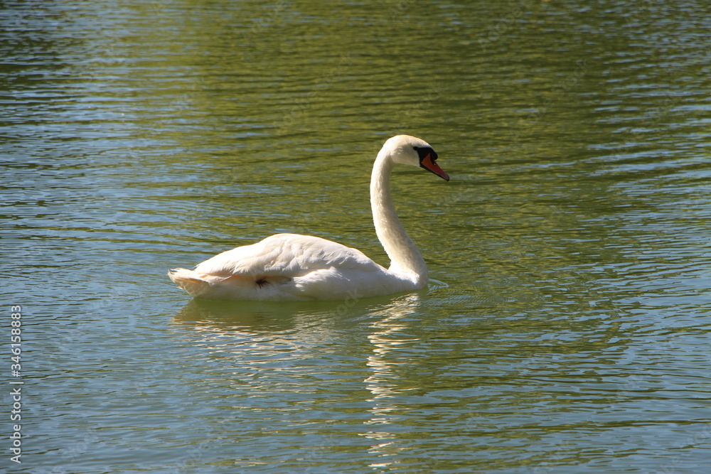 Cisne disfrutando del lago de Puigcerda