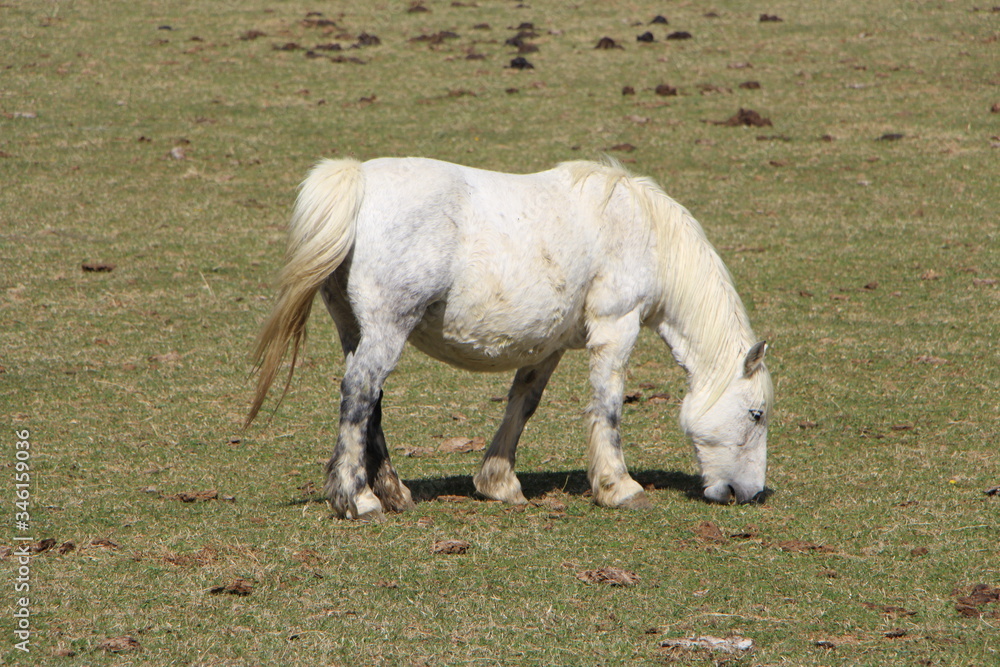 Caballos pastando en alta montaña Caballos pastando en alta montaña
