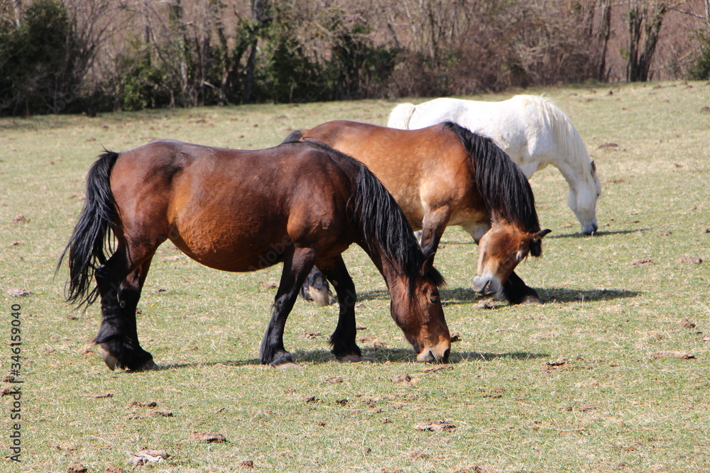 Obraz premium Caballos pastando en alta montaña