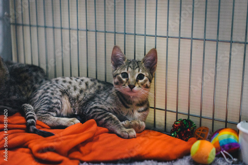 Tableau sur toile Egyptian Mau Kitten