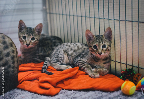 Obraz na płótnie Egyptian Mau Kitten