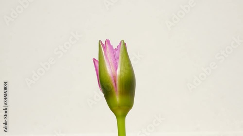 Time-lapse Lotus blooming on white brackgound. photo