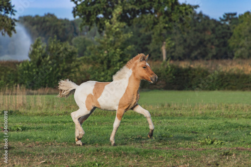Beautiful Island horse foal