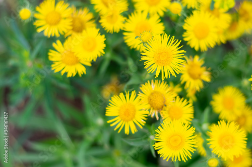 Bright yellow Chamomile flowers field with sunlight. Summer daisies on summer meadow. Beautiful scene of nature with blooming medical chamomile.