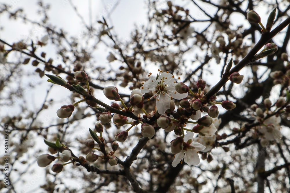 Flowering tree in spring with white flowers 