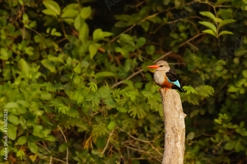 Grey-headed kingfisher (Halcyon leucocephala) standing on a post, Uganda.