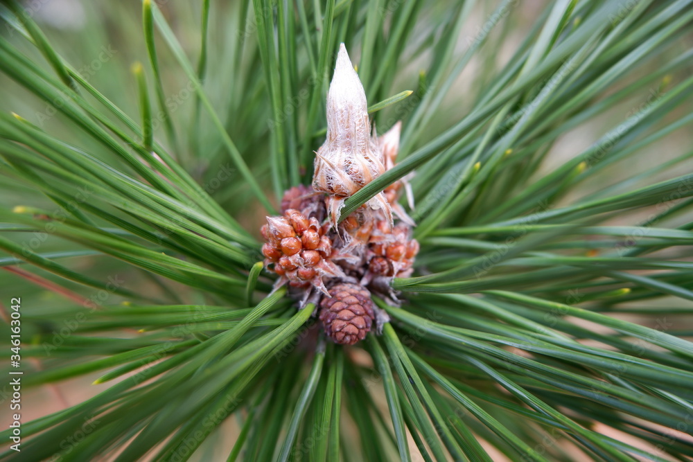 the image of pine cone conifer cone