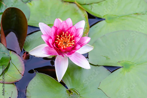 Lotus flower blossomed in small park pond