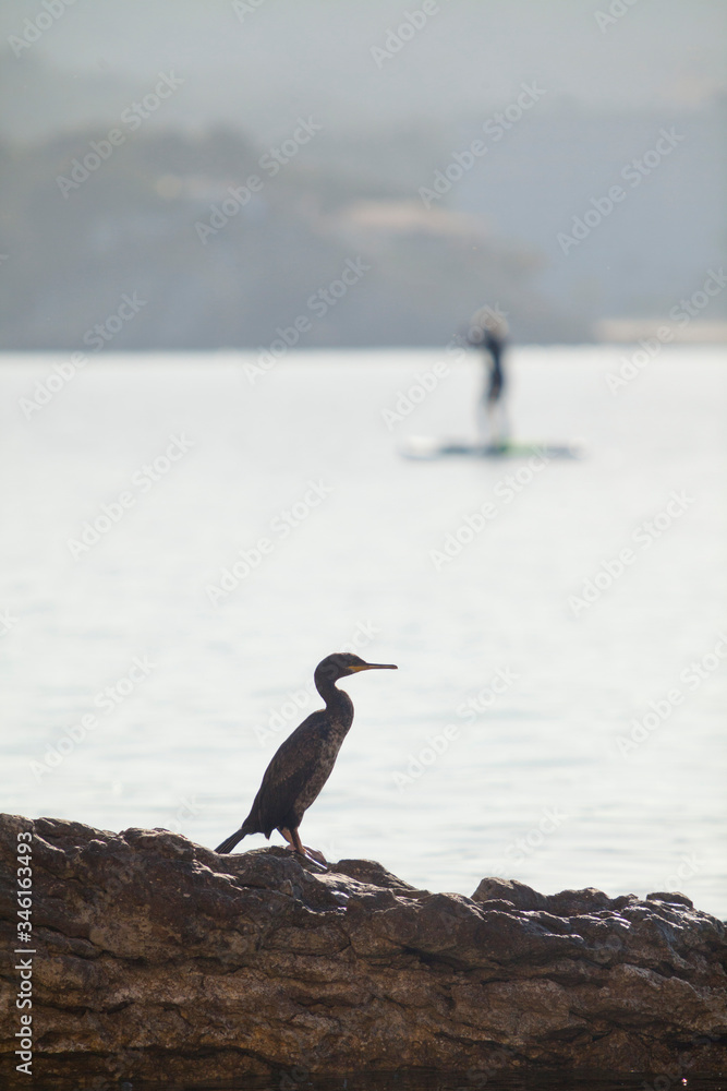 A cormorant bird on the rocks at sunrise on Mediterranean beach A cormorant bird on the rocks at sunrise on Mediterranean beach