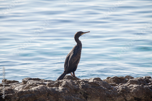 A cormorant bird on the rocks at sunrise on Mediterranean beach