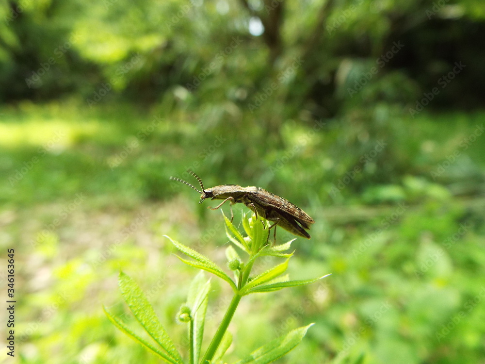 ホソサビキコリ bug
