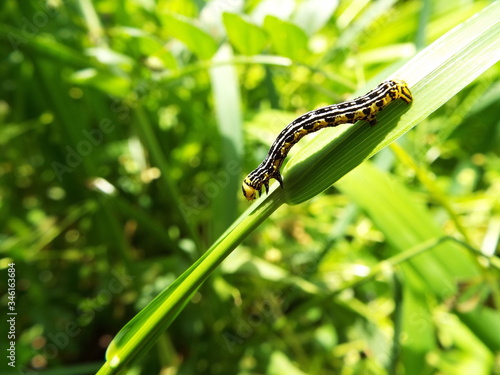 エダシャク 幼虫 larva of moth