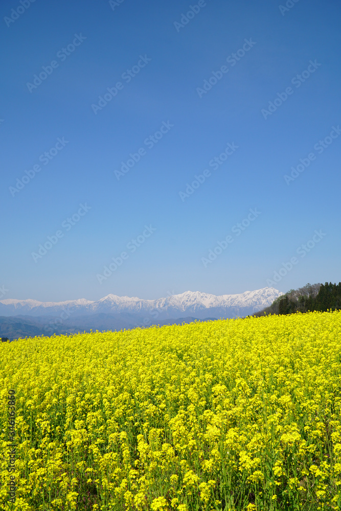 菜の花と北アルプス 菜の花と北アルプス