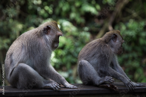 Long-Tailed monkey sit on concrete wall at the Sacred Monkey Forest in Bali, Ubud © mariiaplo