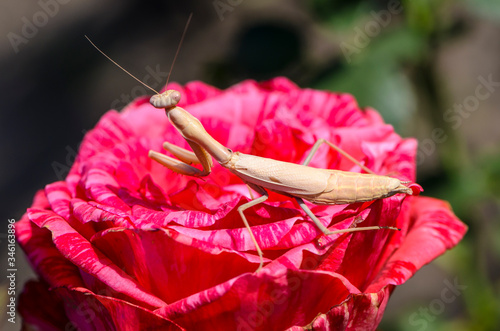 Yellow praying mantis catches prey on red rose flower photo