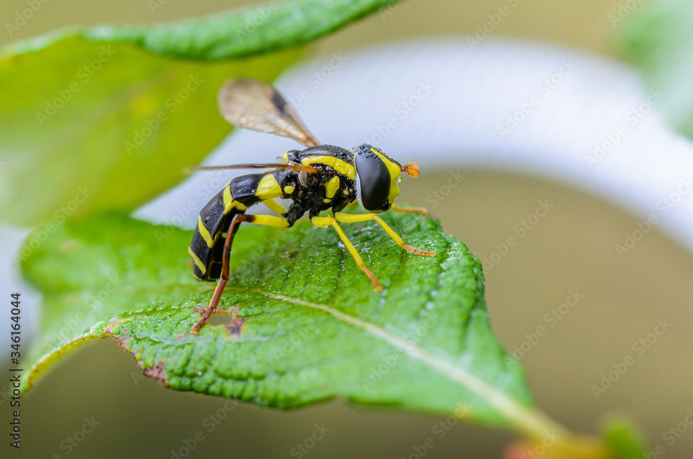 Wet striped hoverfly sitting on tree branch Wet striped hoverfly sitting on tree branch