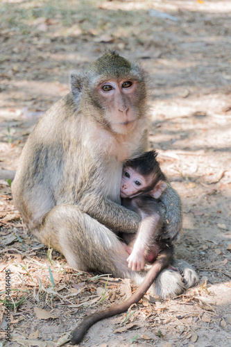 Mono salvaje con su bebe en Indonesia.
