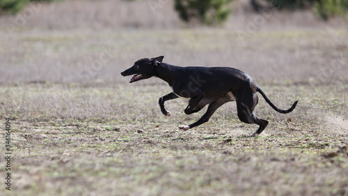 Coursing. Whippet dog running in the field