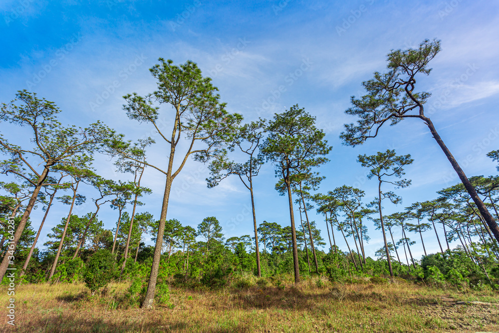 Pine forest with meadow and blue sky,Pine forest with mountain and raining fog Pine forest with meadow and blue sky,Pine forest with mountain and raining fog
