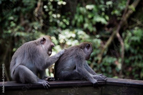 Long-Tailed monkey sit on concrete wall at the Sacred Monkey Forest in Bali, Ubud © mariiaplo