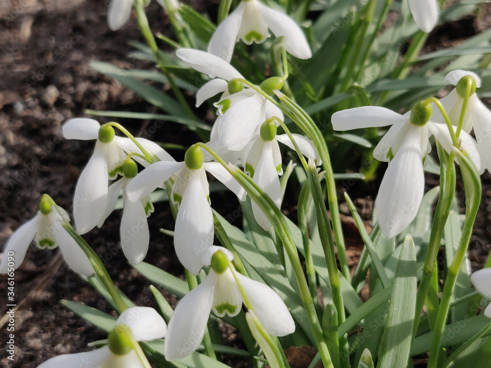 Obraz premium White spring snowdrop flowers in the forest, outdoor
