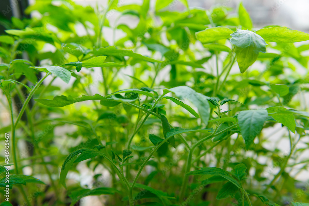 Young green tomato seedlings at home on the window. Young green tomato seedlings at home on the window.