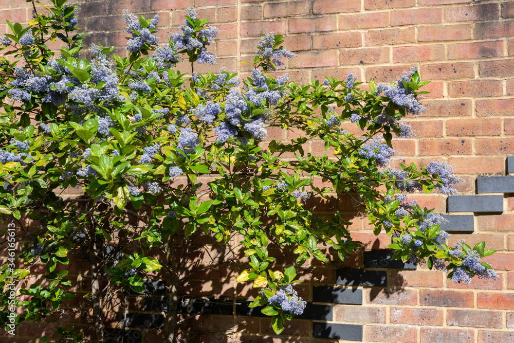 Blue flowers of a Ceoanthus flowering in springtime Blue flowers of a Ceoanthus flowering in springtime