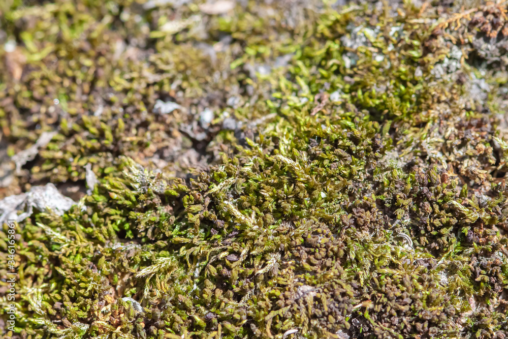 Tiny fresh green moss on wooden tree macro Tiny fresh green moss on wooden tree macro