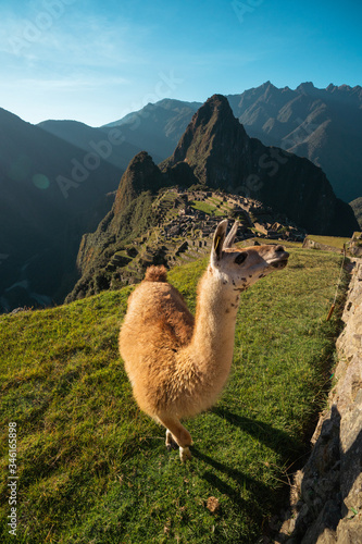 Llama looking at Machu Picchu