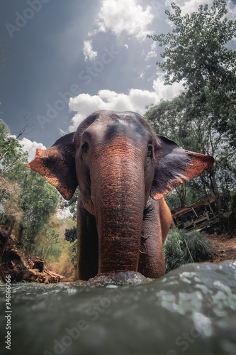 Elephant looking at the camera in Chiang Mai