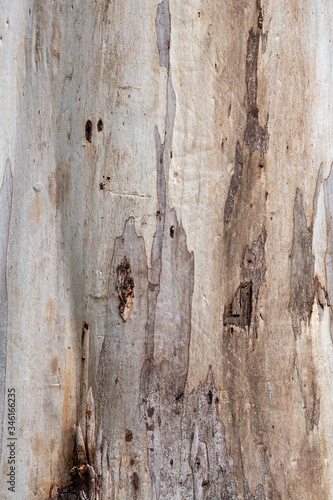 farbige abstrakte braune Muster und Strukturen auf Eukalyptusrinde trocken