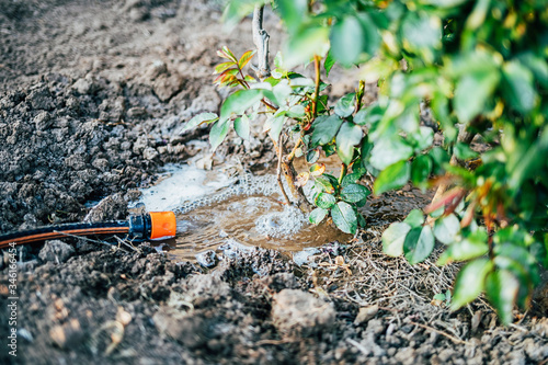 water flows from a hose and watered a rose bush