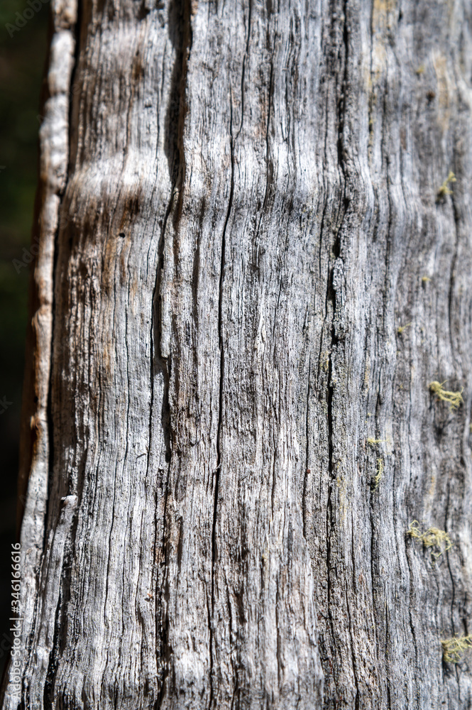 Fototapeta premium abstrakte parallele geradlinige Holzlinienmuster und Strukturen auf Baumstamm trocken