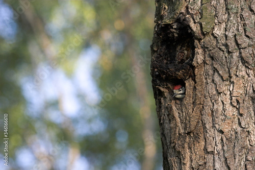 Chick of great spotted woodpecker waiting in a nest hole