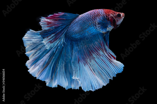Beautiful colors"Halfmoon Betta" capture the moving moment beautiful of siam betta fish in thailand on black background