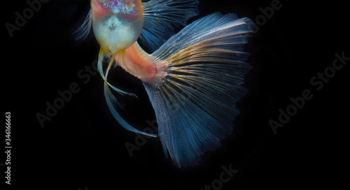 Capture the moving moment of the Guppy fish isolated on black background. Metal gold lace Guppy fish.