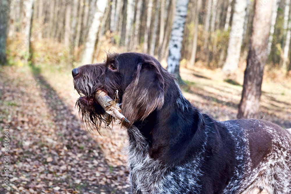 Dog German Wirehaired pointer nibbles stick on nature Dog German Wirehaired pointer nibbles stick on nature
