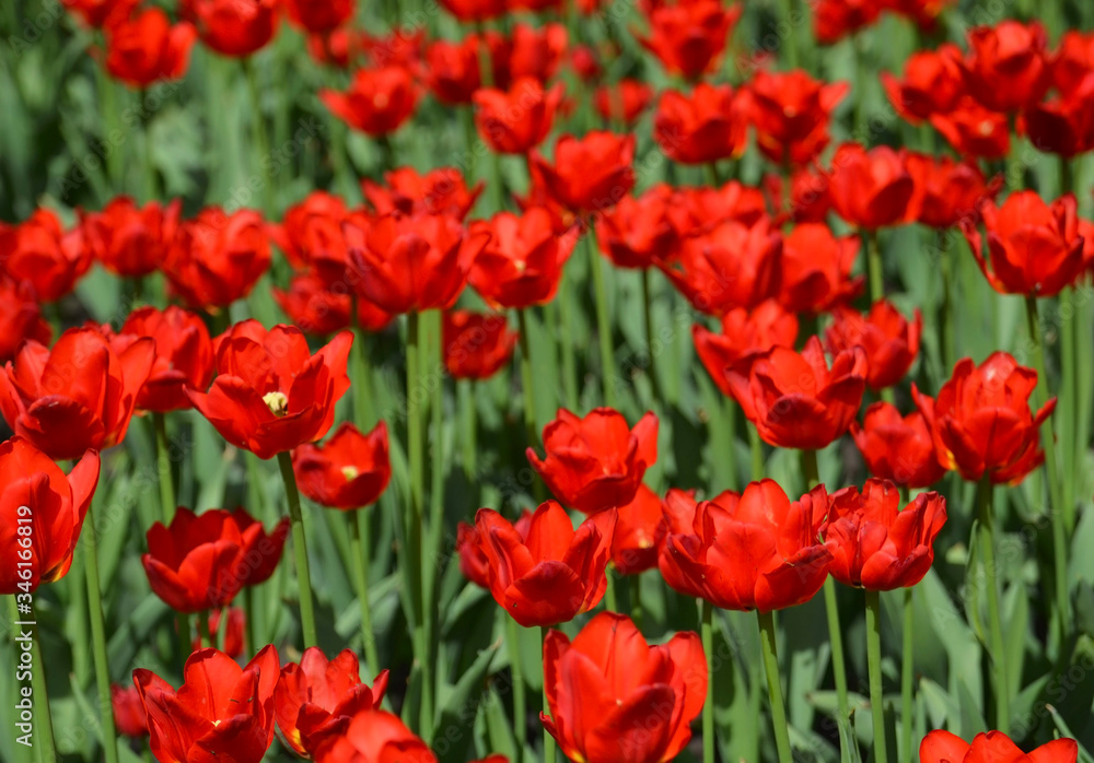 Beautiful red tulips flower in the garden.Spring gardening concept.Floral background for design with copy space.