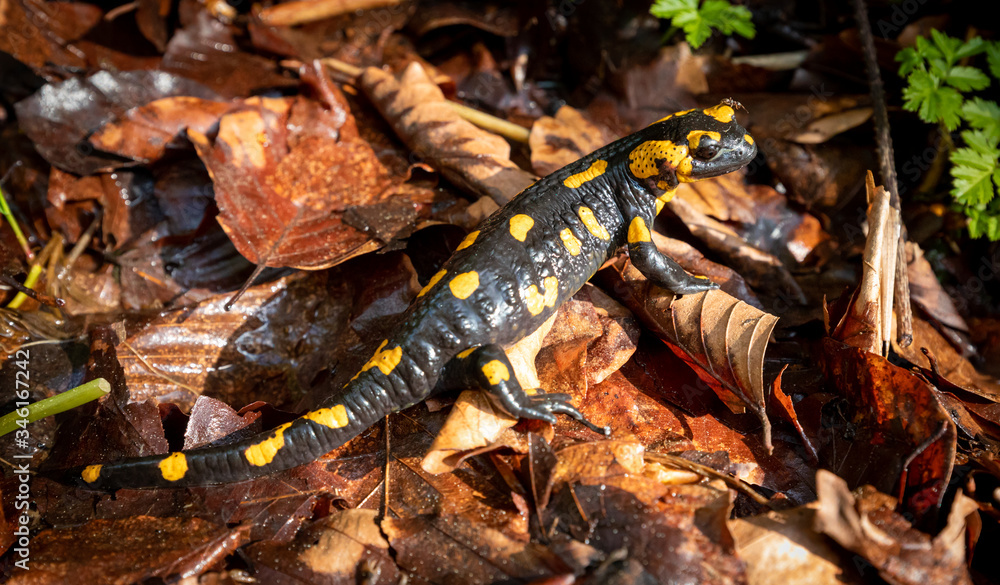 Europaean fire salamander (Salamandra salamandra) in natural environment Europaean fire salamander (Salamandra salamandra) in natural environment