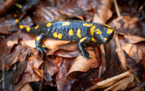 Europaean fire salamander (Salamandra salamandra) in natural environment
