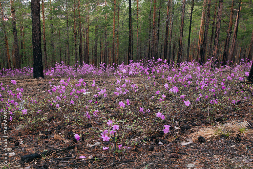 Fototapeta premium purple flower in bloom