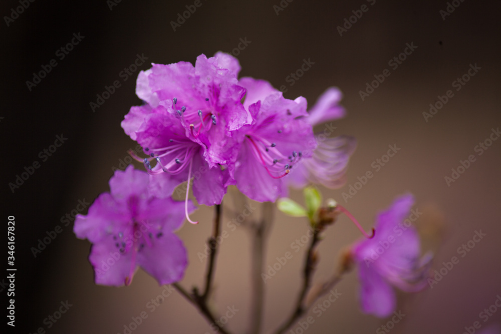 purple flower in bloom