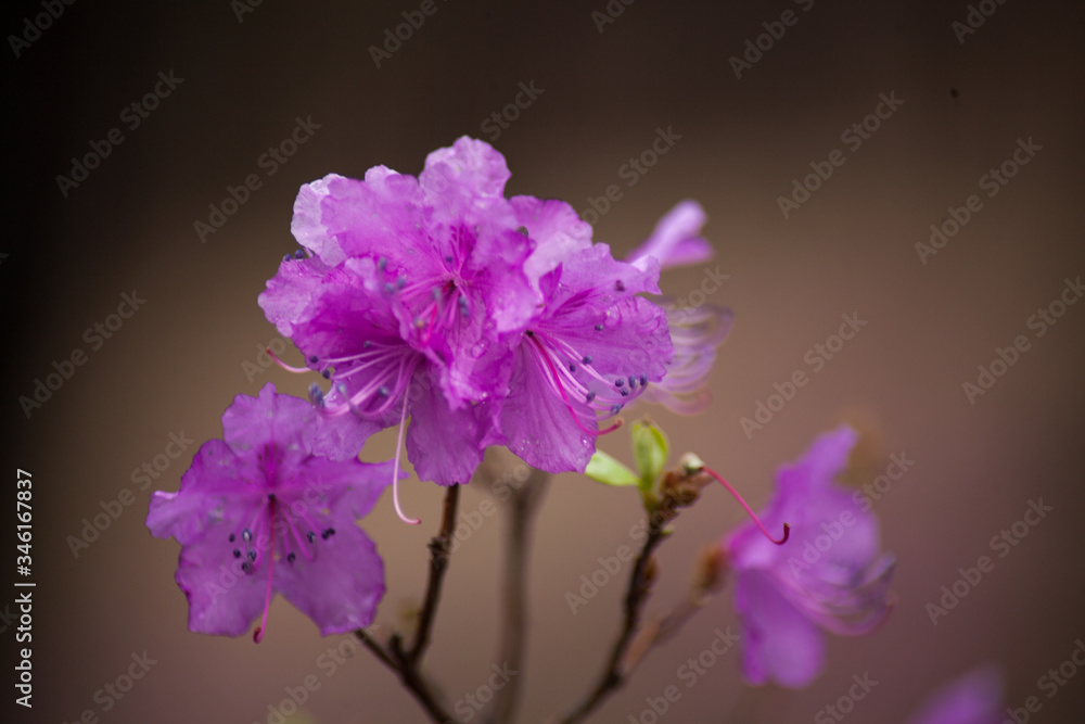 purple flower in bloom