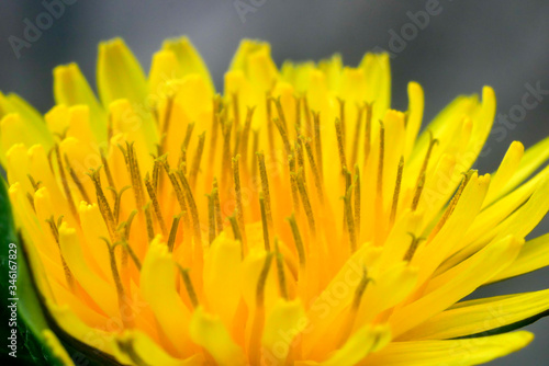 dandelion flower in macro photography