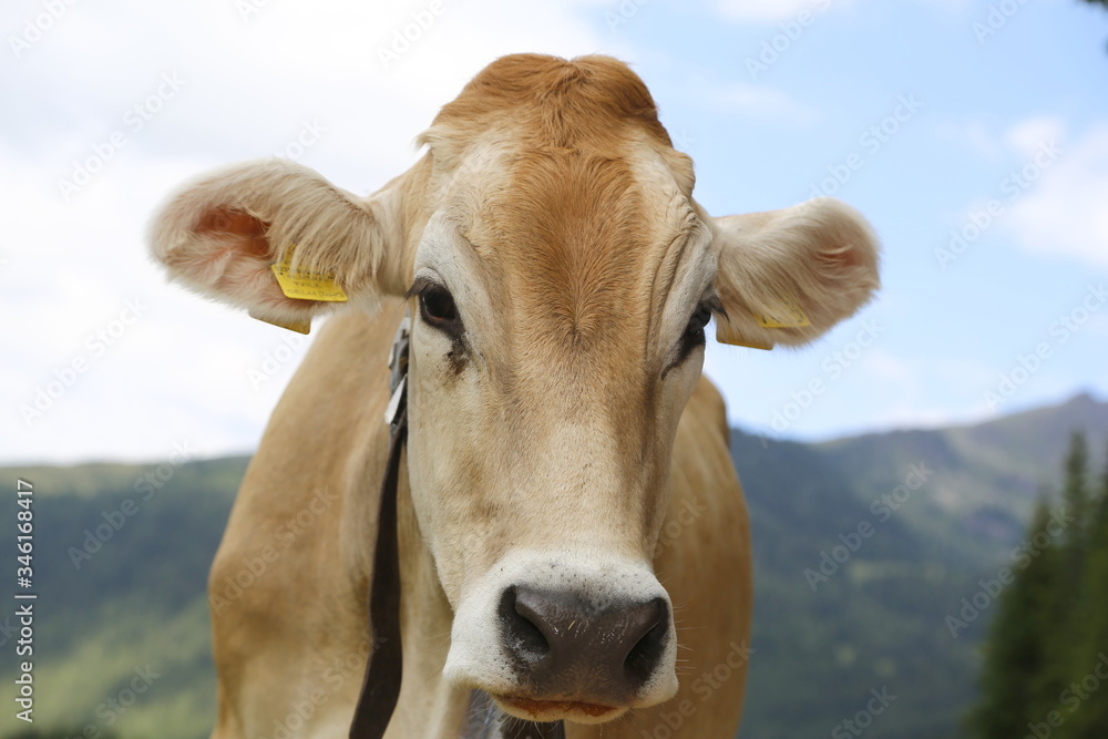 Alpine gray cow. White cow with horns in Dolomites area. Alpine cow. Portrait of a gray beautiful cow. A grey alpine cow in a green pasture in Dolomites area Alpine gray cow. White cow with horns in Dolomites area. Alpine cow. Portrait of a gray beautiful cow. A grey alpine cow in a green pasture in Dolomites area