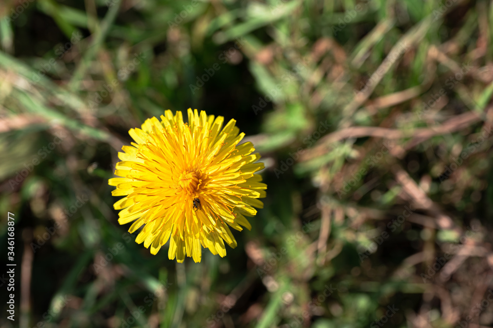 Fleur de pissenlit et sa mouche Fleur de pissenlit et sa mouche