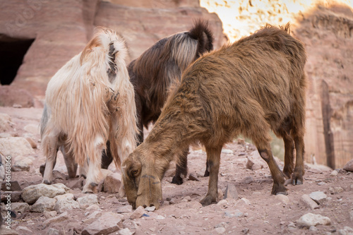 Goats grazing in Petra on a rock