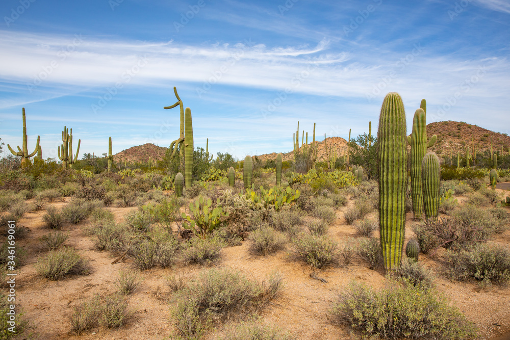 Saguaro National Park in Arizona Saguaro National Park in Arizona
