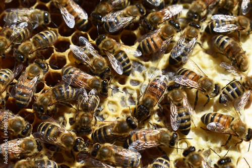 Bienen auf Waben mit verdeckeltem Honig, fertiger Honig in Lagerhaltung